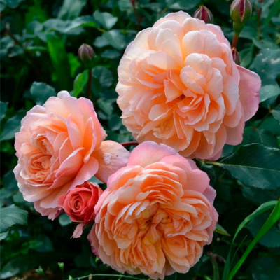 Андре Тюрка