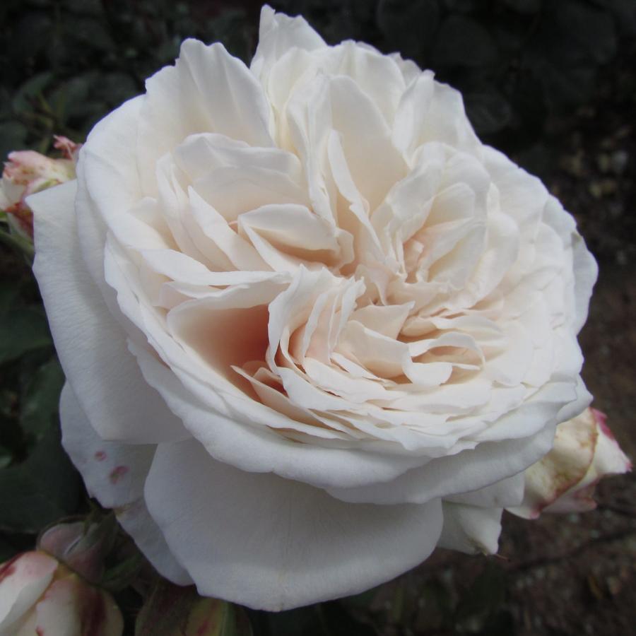 Крейзи ин Лав