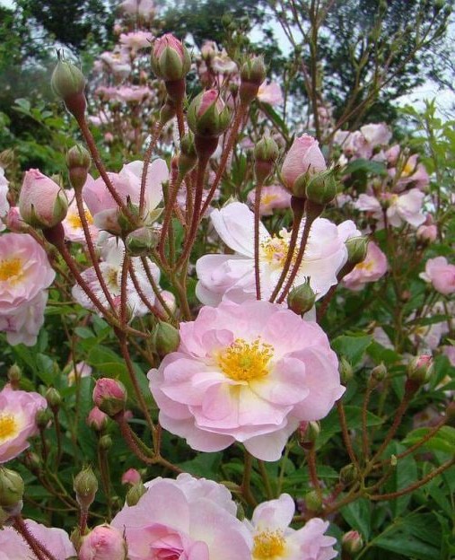 Анрианна де Жерлаш