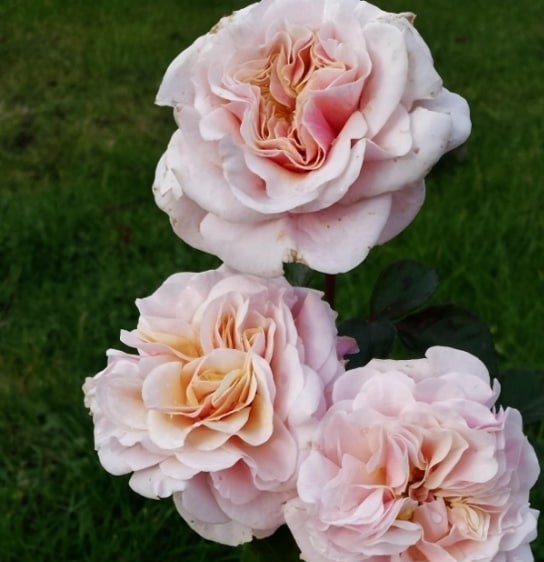 Марлен Шарель