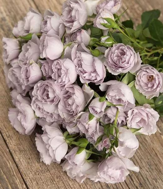 Эверластинг