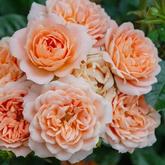 Чарльз Остин