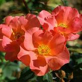 Эдит Холден