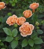 Априкот Клементин 