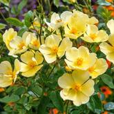 Тоттеринг Бай Джентли