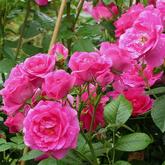 Морден Сентенниал