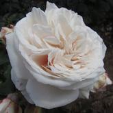 Крейзи ин Лав 