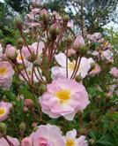 Анрианна де Жерлаш 