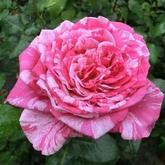 Крейзі Фешн 