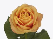 Хелліана Оранж 