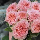 Кантрі Романс