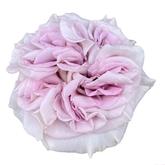 Містик Моментс 