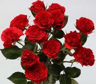 Белла Линда Брик 