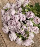 Эверластинг 