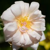 Перль д'Ор (Золота перлина) 