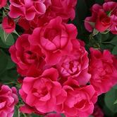 Пинк Форест Роуз