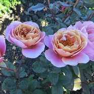 Розы кустовые (шрабы)