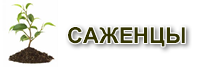 Саженцы плодовых деревьев