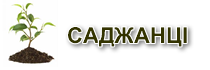 Саджанці плодових дерев