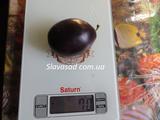  Киргизская превосходная 