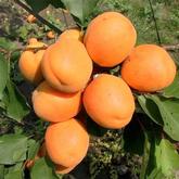 Харгранд (жердель)